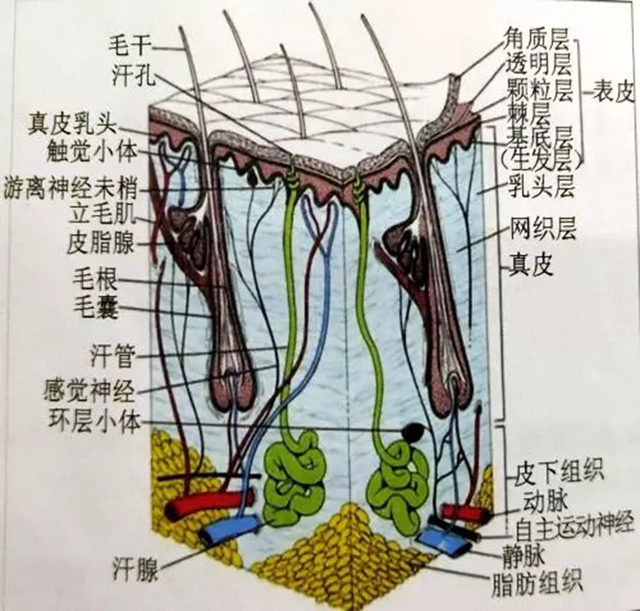 毛发的结构及毛发的干细胞