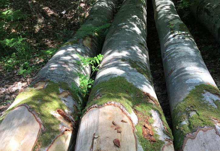 威廉希尔·(WilliamHill)中文官方网站