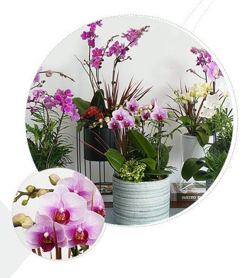 上海花卉出租