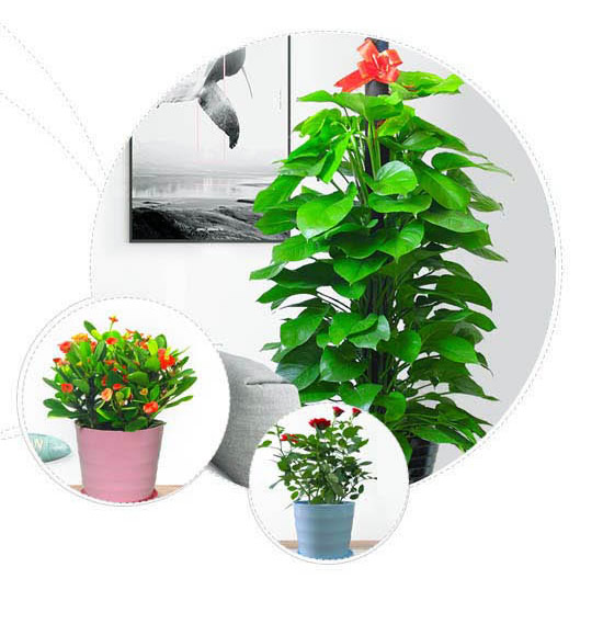 上海办公室绿植租摆