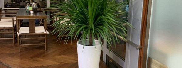 植物出租