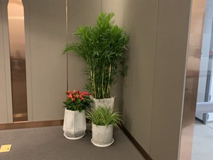 办公室植物租赁案例