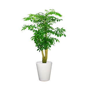 幸福树 特大型植物