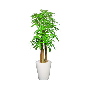 步步高发财树 大型植物
