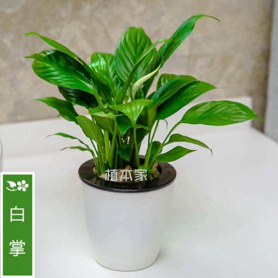 白掌 (2)