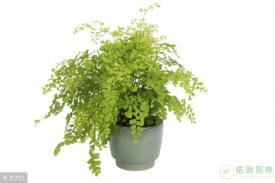 北蔡镇绿植租摆