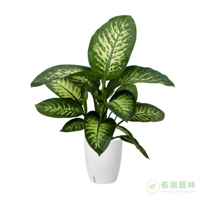 高行镇办公室植物租摆