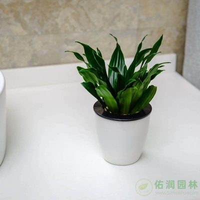 龙华街道办公室植物出租