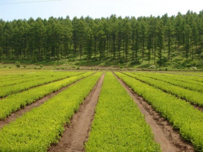 林场.苗圃