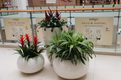 办公室绿植租摆案例