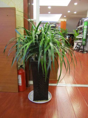 公司植物租赁案例