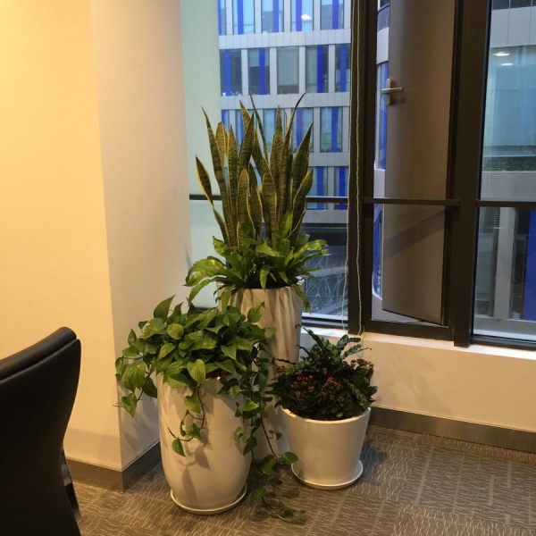 杨浦区绿植租赁