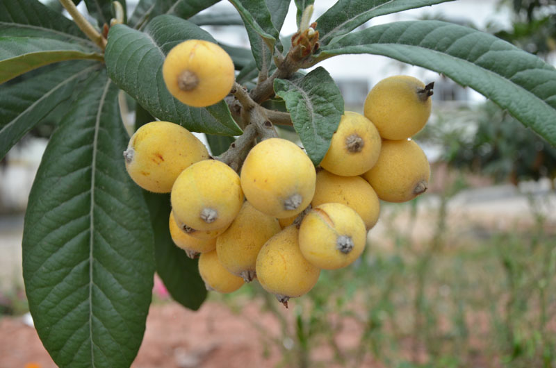 美狮贵宾会农场