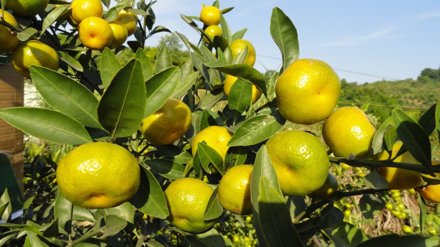 砂糖桔结果树七月管理技术要点 （摘自桂林万方植保）