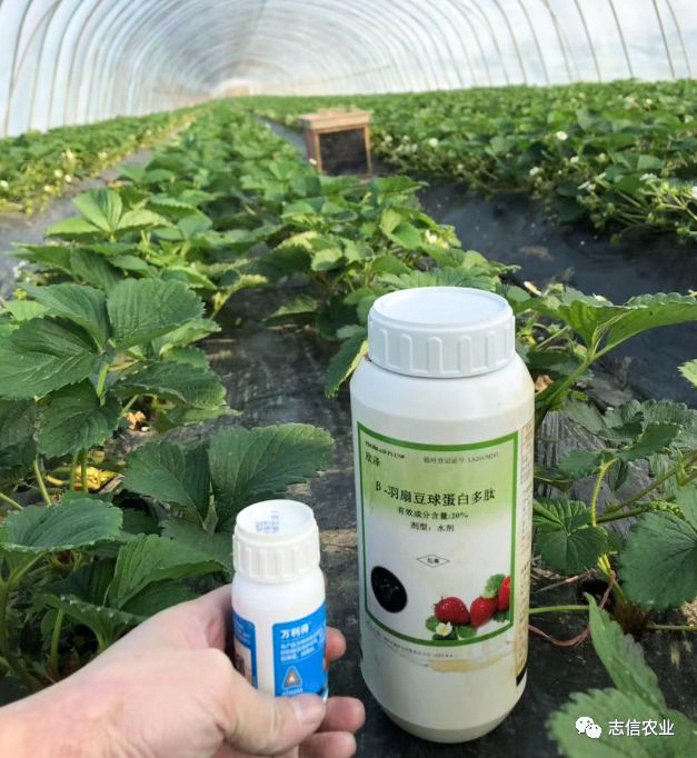 β-羽扇豆球蛋白多肽—灰霉病防治新选择