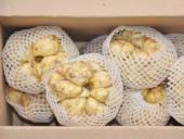 湘南地区食用百合种植管理方案