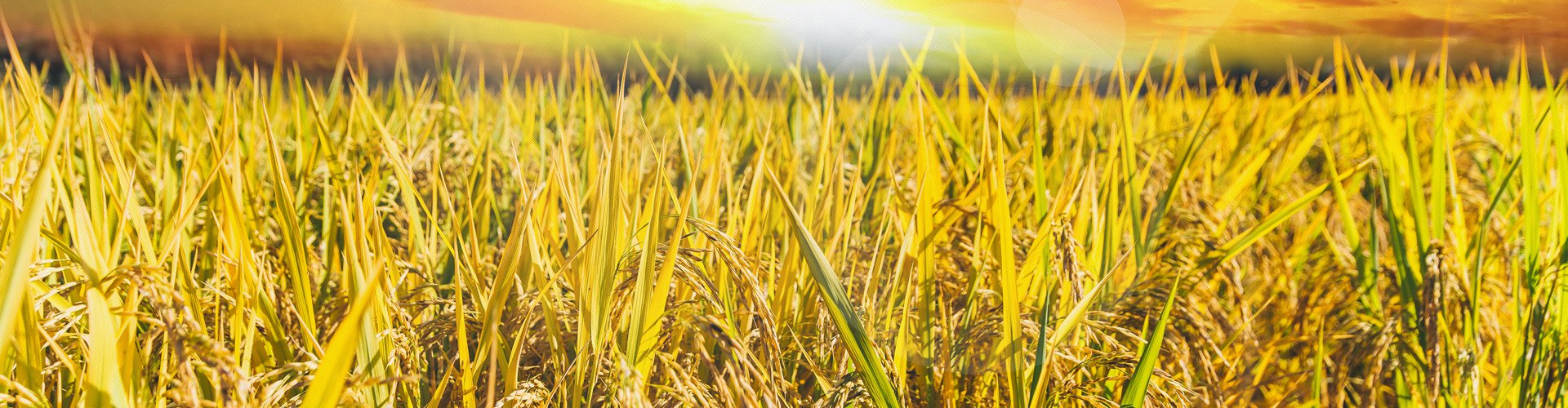 传输农业知识  提倡绿色生产