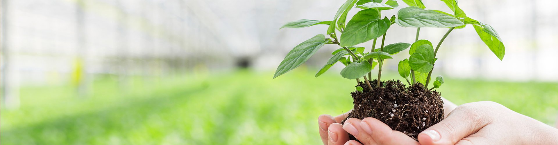 开元网页版登录入口凡美藻多元素肥 凡美藻多元素有机水溶肥料