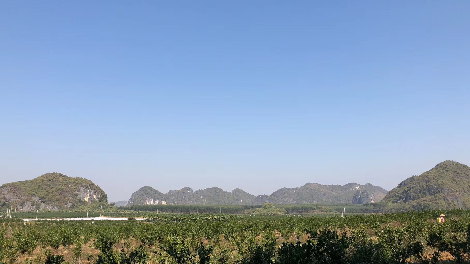 柑橘清园之溃疡病防治篇