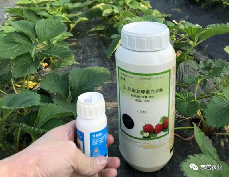 新杀菌剂——百莱得