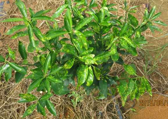 柑橘溃疡病防治简介