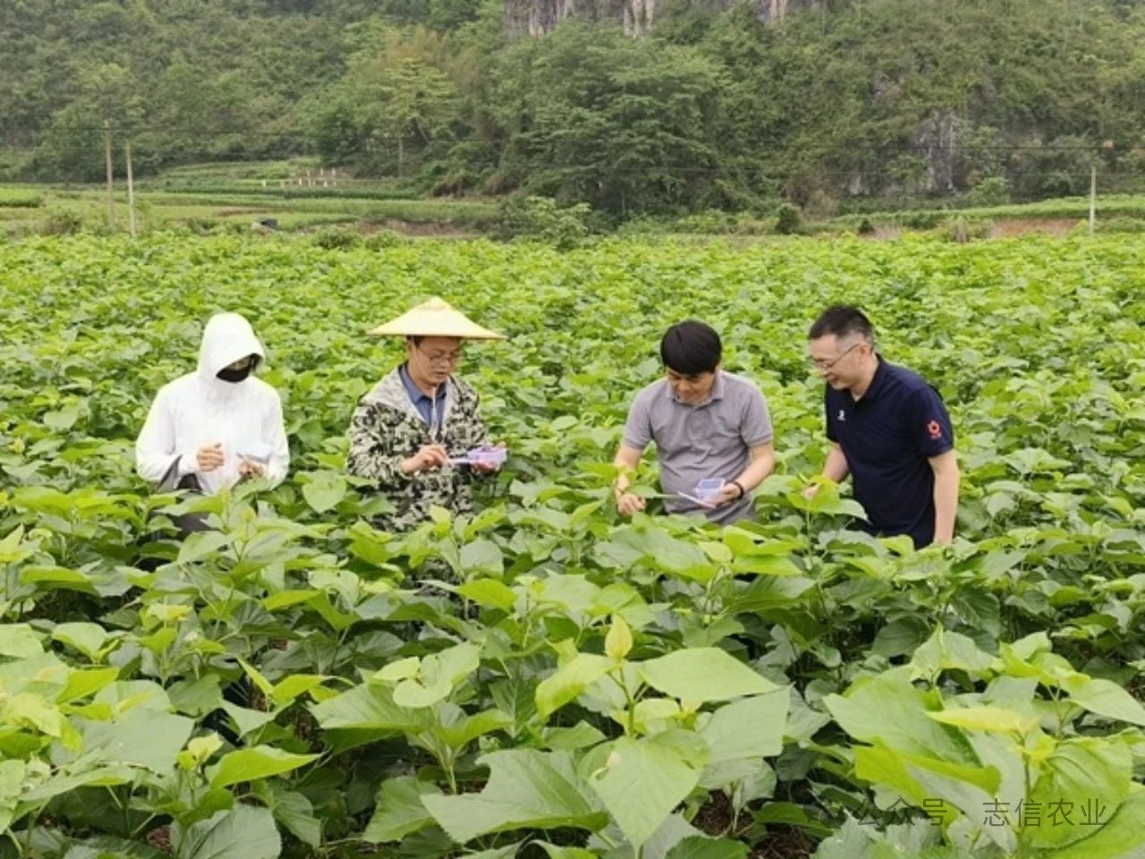 走进“桑蚕之乡”广西忻城，释放叉角厉蝽控制害虫桑螟