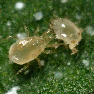 捕食性天敌斯氏钝绥螨的生物学特性